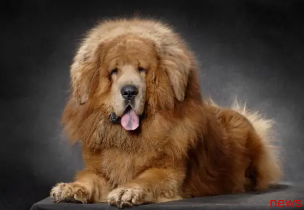 A full view of Chinese dog breeds, you can learn about it