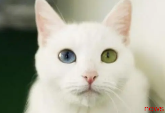 What are the top ten famous cats in the world?