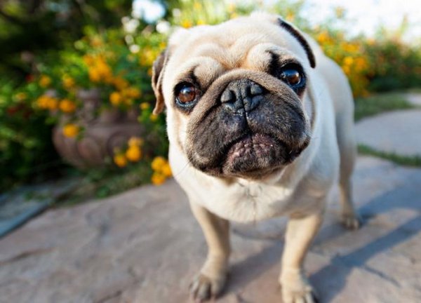 What are the dogs that are cheaper than 300? What are the top ten loyal dogs?