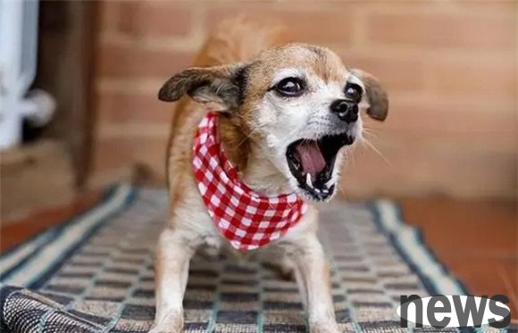 Discussions about the pros and cons of raising dogs: 6 major benefits vs 5 challenges, are you ready?