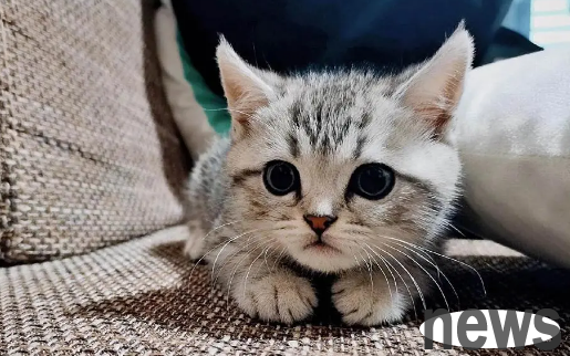 You need to know these breeds of cats
