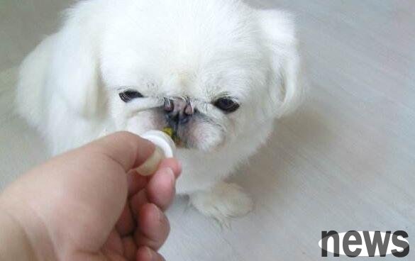 How to feed the dog medicine smoothly?