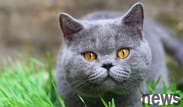 How long does a male cat get into trouble?