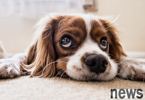 What is a canine coronavirus infection? Symptoms and prevention methods of canine coronavirus infection