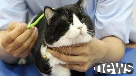 How to regulate the cat s body?