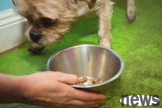 Do your dog have several 