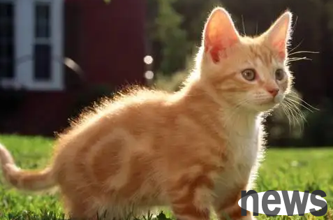 What is the reason why kittens vomit food? If you don’t know, come and have a look!