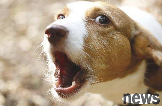 Why do dogs bark at the gate? Maybe these reasons
