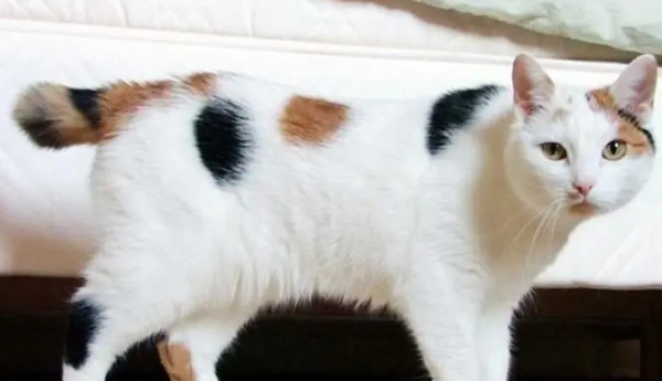 What is the best breed of cats to keep? Listen to the opinions of pet experts