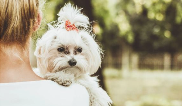The owner’s six personal actions are “sinning” the dog