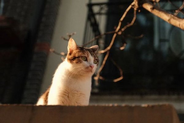 Why do cats always pull to the edge or outside of the litter box?