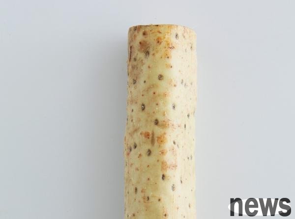 日本山藥。
<br />圖片來源／《餐桌上的蔬菜百科》 