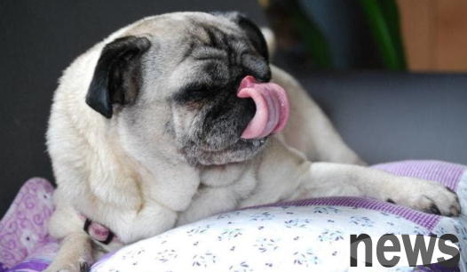 What s wrong with the dog swallowing and licking his tongue? These are usually the case