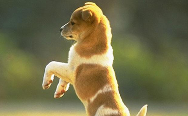 What do you think is the language expression of a dog s body movement?