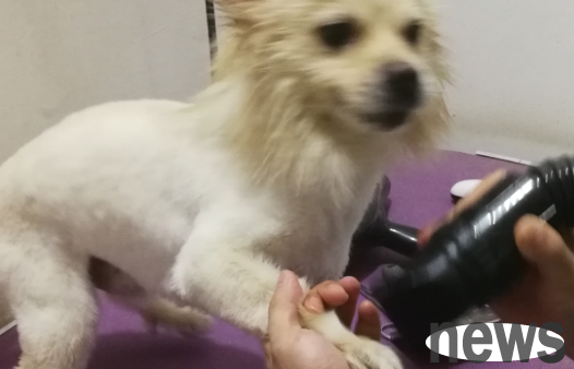 What are the steps to shave your dog? One article will teach you!