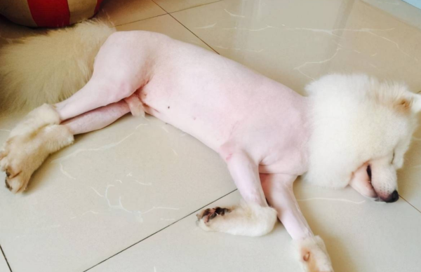 How long does it take for a dog to recover after shaving her hair? Usually so long