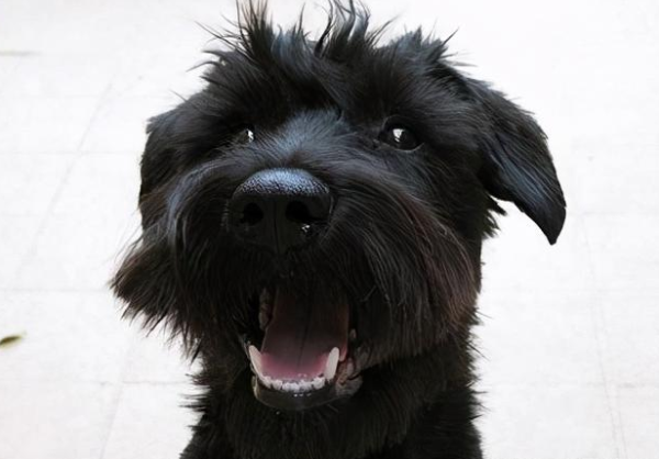 Why is the dog s nose black? This is the reason