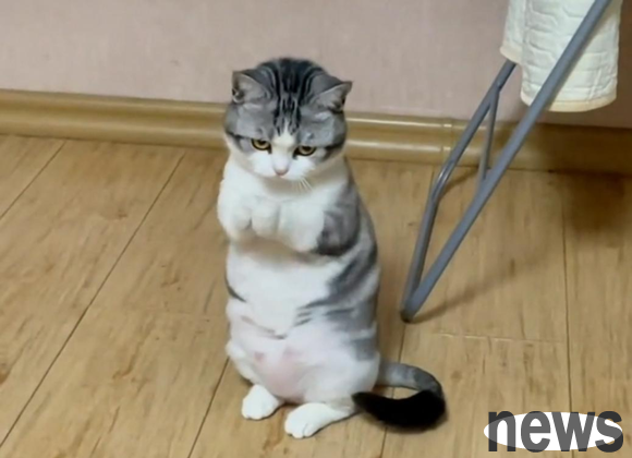 The cat is so cute, so I will take a look at those magical body language for you~