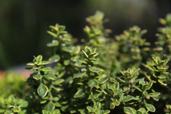 Increase fragrance and help to resist inflammation. Add 1 vanilla plants when cooking is good for health